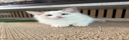 Ragdoll cats for sale: Ready now TICA Ragdoll Blue Bicolour girl - Advert 8