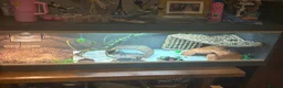 Bearded Dragon reptiles for sale: Bearded dragon & set up - Advert 2