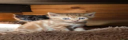 Mixed Breed cats for sale: 2 Bengal/Norwegian forest Kittens  - Advert 17