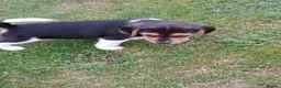 Beagle dogs for sale: Beagle puppies  - Advert 11