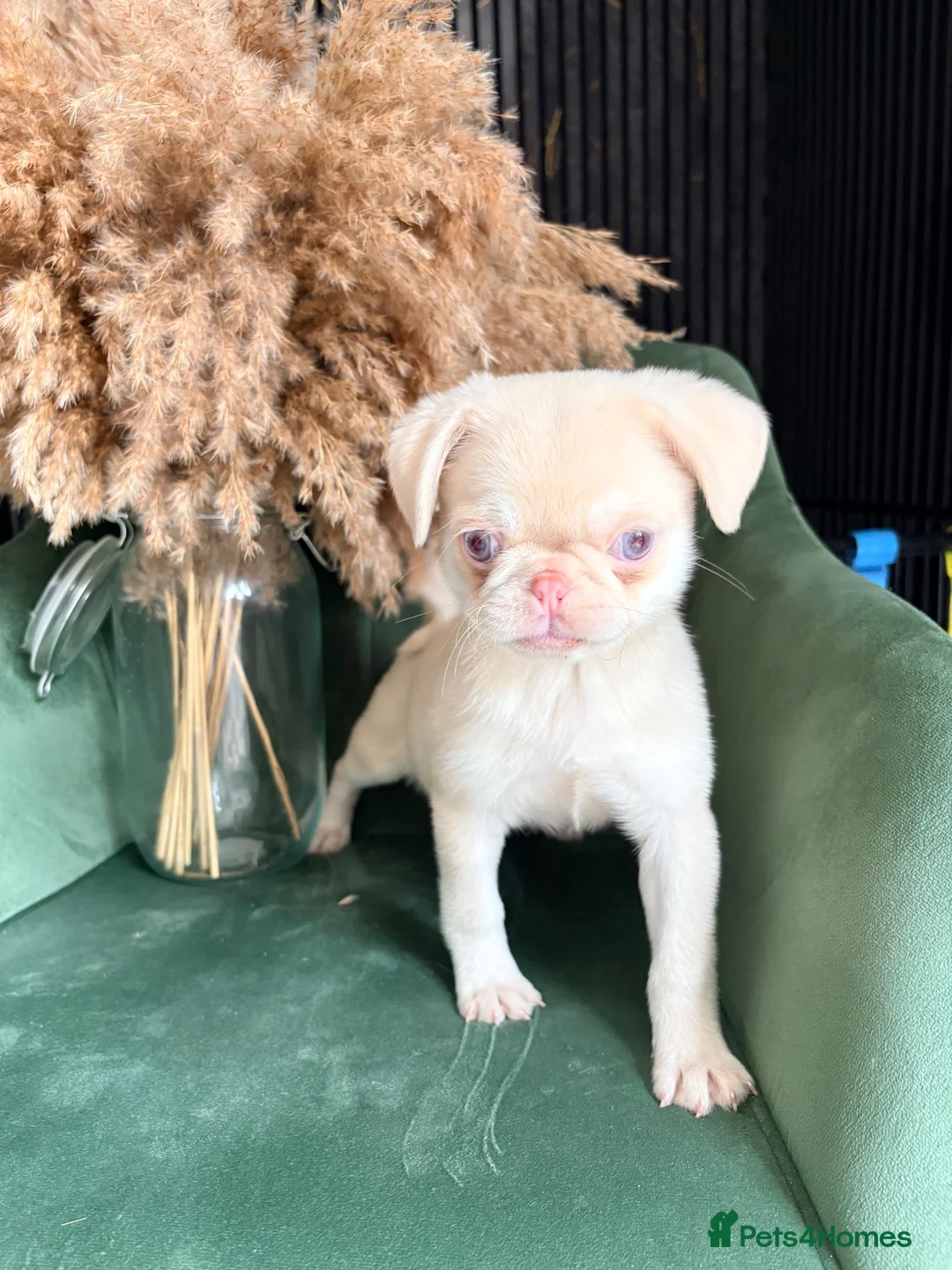 Pug dogs for sale: Two pink pug females 💖 - Advert 12