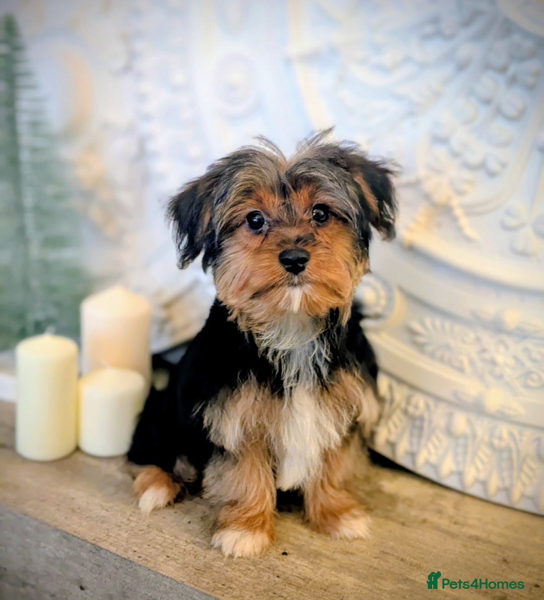 Yorkshire Terrier dogs for sale: 2 Biewer Yorkshire Terrier Boys – Ready Now! - Advert 17