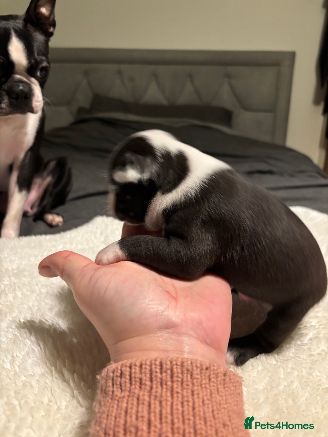 Boston Terrier dogs for sale: Boston Terrier 🐕 Puppy 🐕 KC Registered - Advert 4