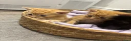 Mixed Breed cats for sale: Beautiful Kittens Looking for Their Forever Homes - Advert 8