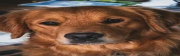 Golden Retriever dogs for stud: Loki God of Mischief  - Advert 4
