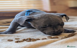 Staffordshire Bull Terrier dogs for sale: Blue/blue&white staffs - Image 15