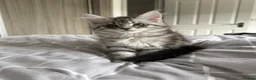 Maine Coon cats for sale: Last Beautiful Maine Coon Kitten Ready Now 🐾 - Advert 4