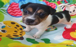 Jack Russell dogs for sale: Jack Russell puppies  - Image 2