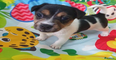 Jack Russell dogs - Advert 5