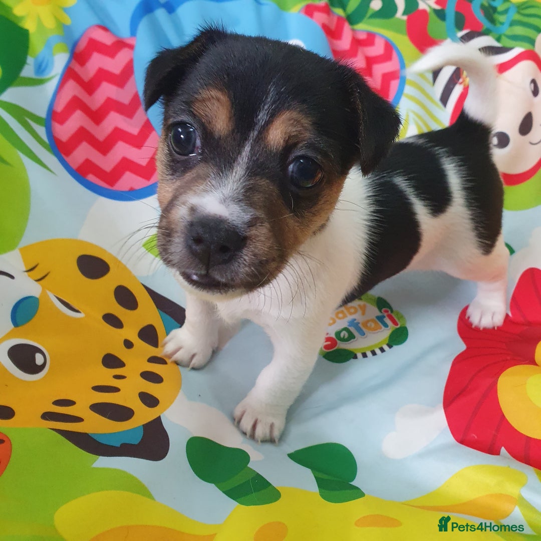 Jack Russell dogs for sale: Jack Russell puppies  - Image 2