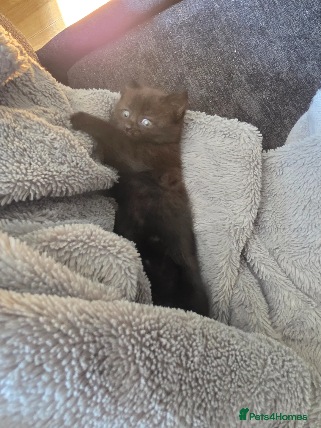 Mixed Breed cats for sale: Black female kitten for sale in Ilkeston - Advert 5