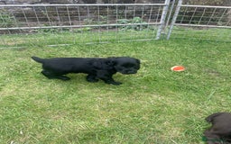 Cocker Spaniel dogs for sale: Kc reg cocker spaniel  - Image 6