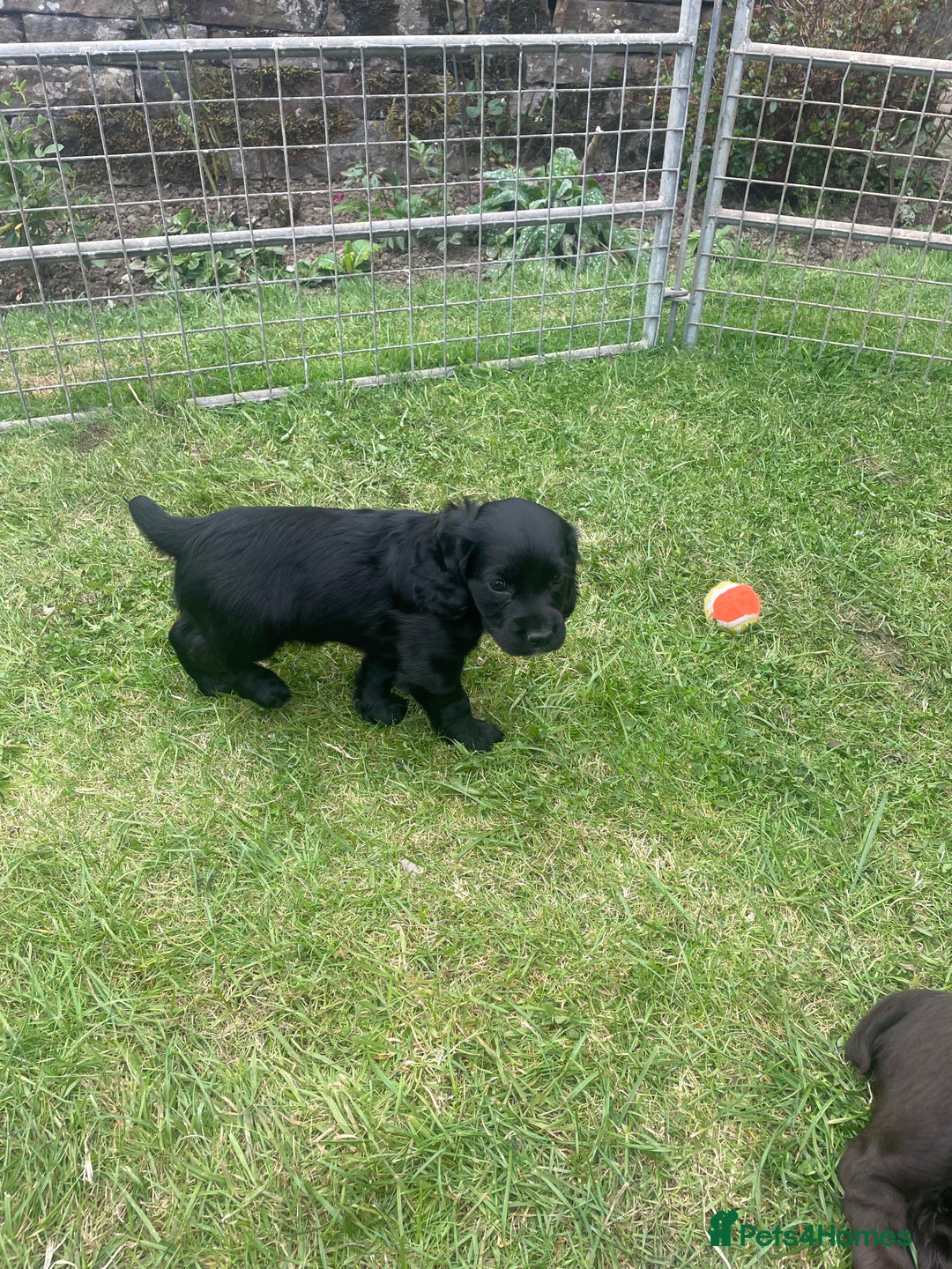 Cocker Spaniel dogs for sale: Kc reg cocker spaniel  - Image 6