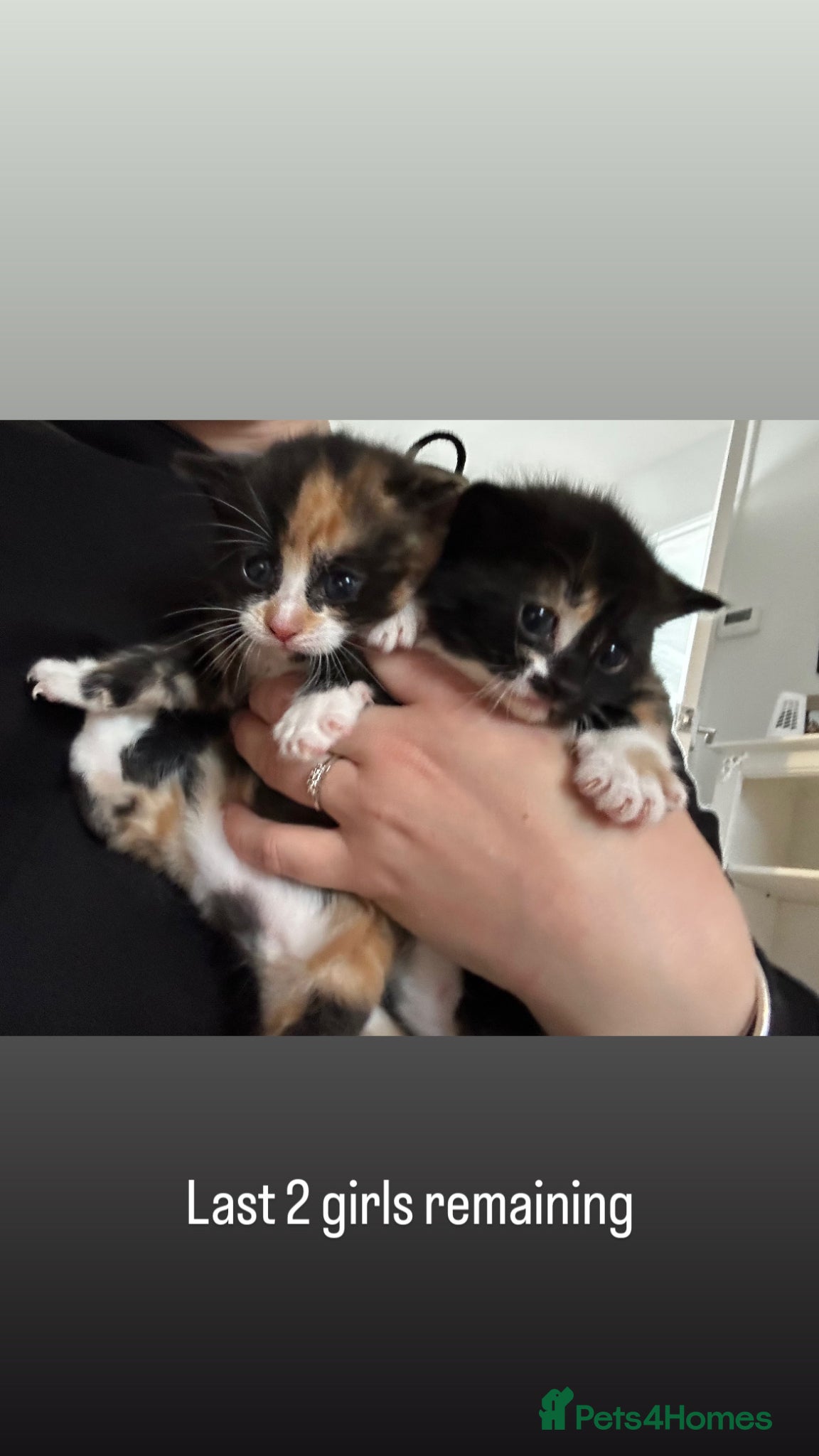 Mixed Breed cats Calico Kittens - Advert 5