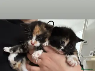 Mixed Breed cats Calico Kittens - Advert 5