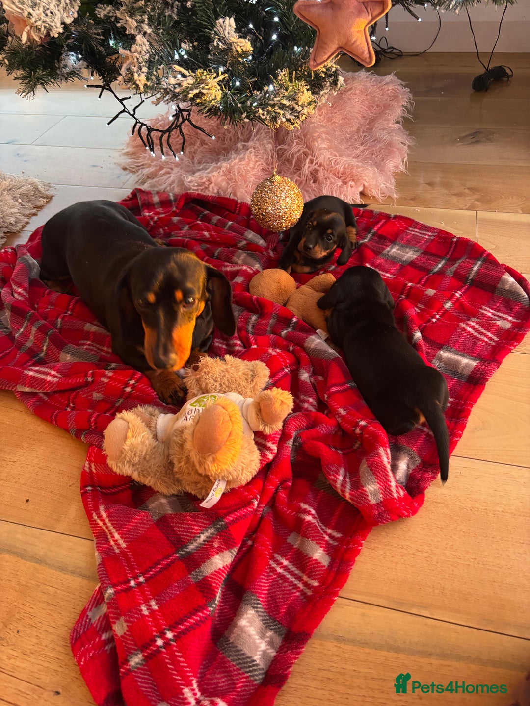 Miniature Dachshund dogs for sale: Miniature dachshund puppies - Advert 9