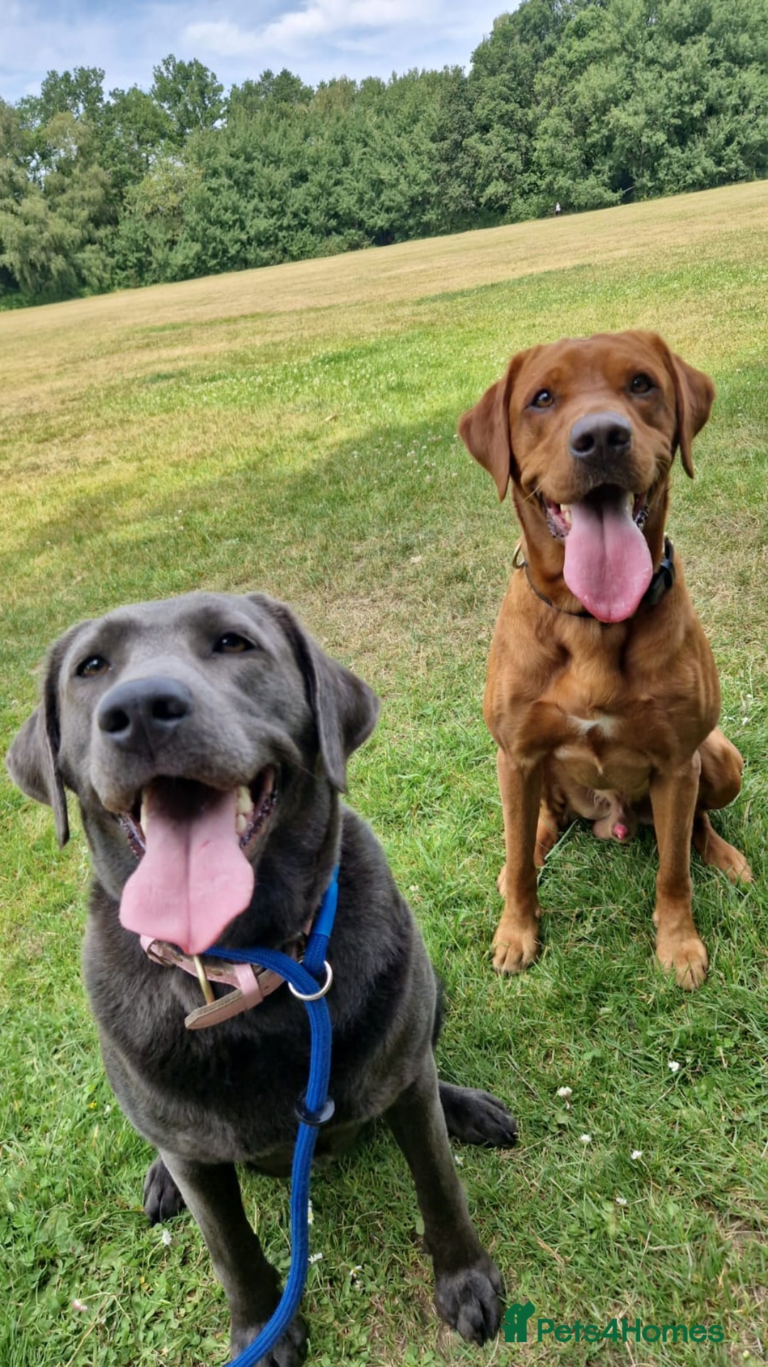 Labrador Retriever dogs for sale: 2 beautiful laborador puppies  - Image 6
