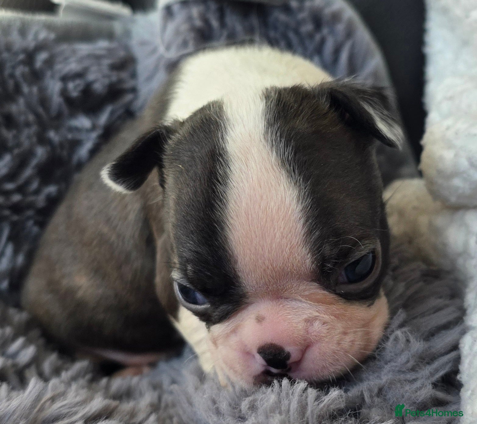Boston Terrier dogs Stunning KC registered Boston Terrier puppies - Advert 2