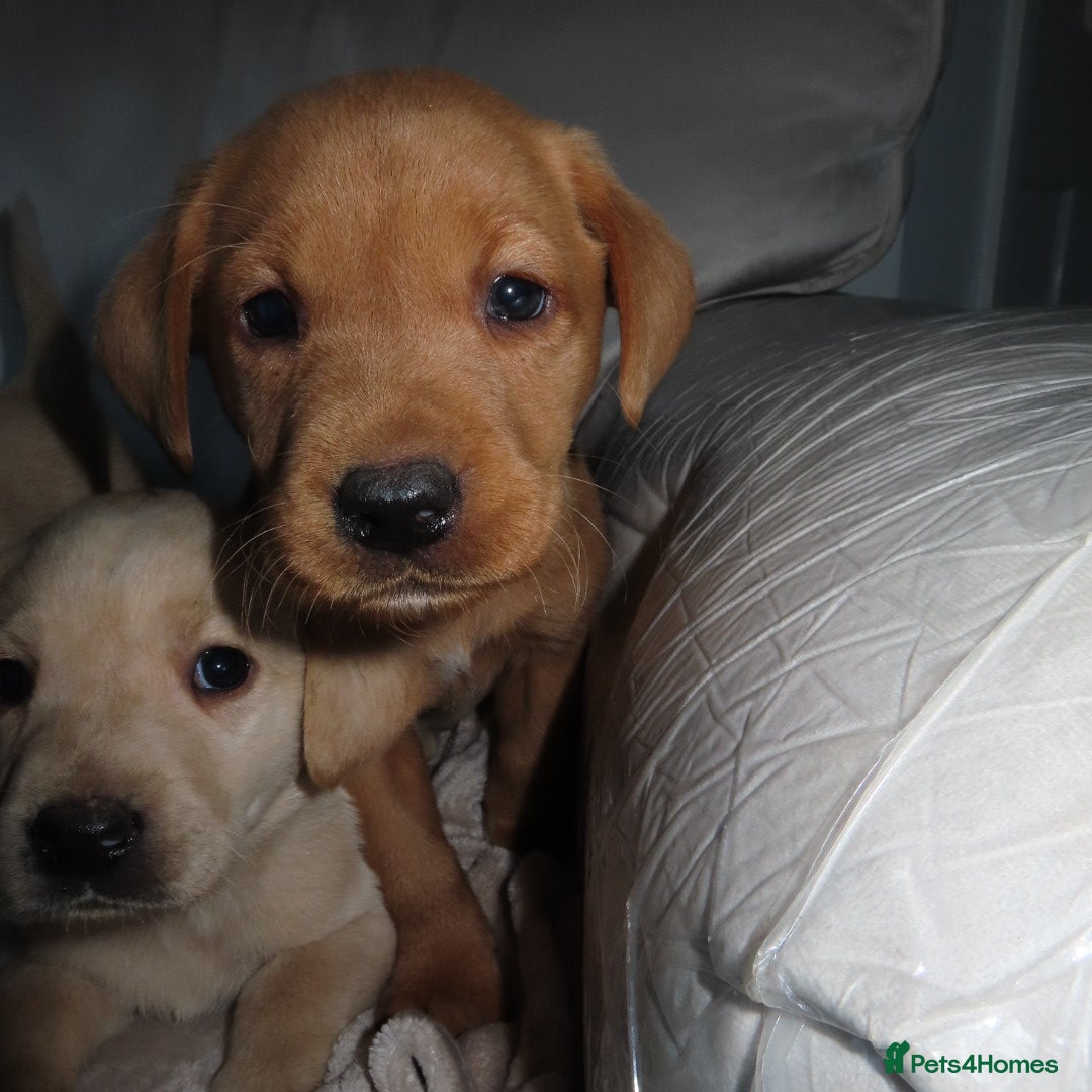 Labrador Retriever dogs for sale: Beautiful Labradors for sale  - Advert 9