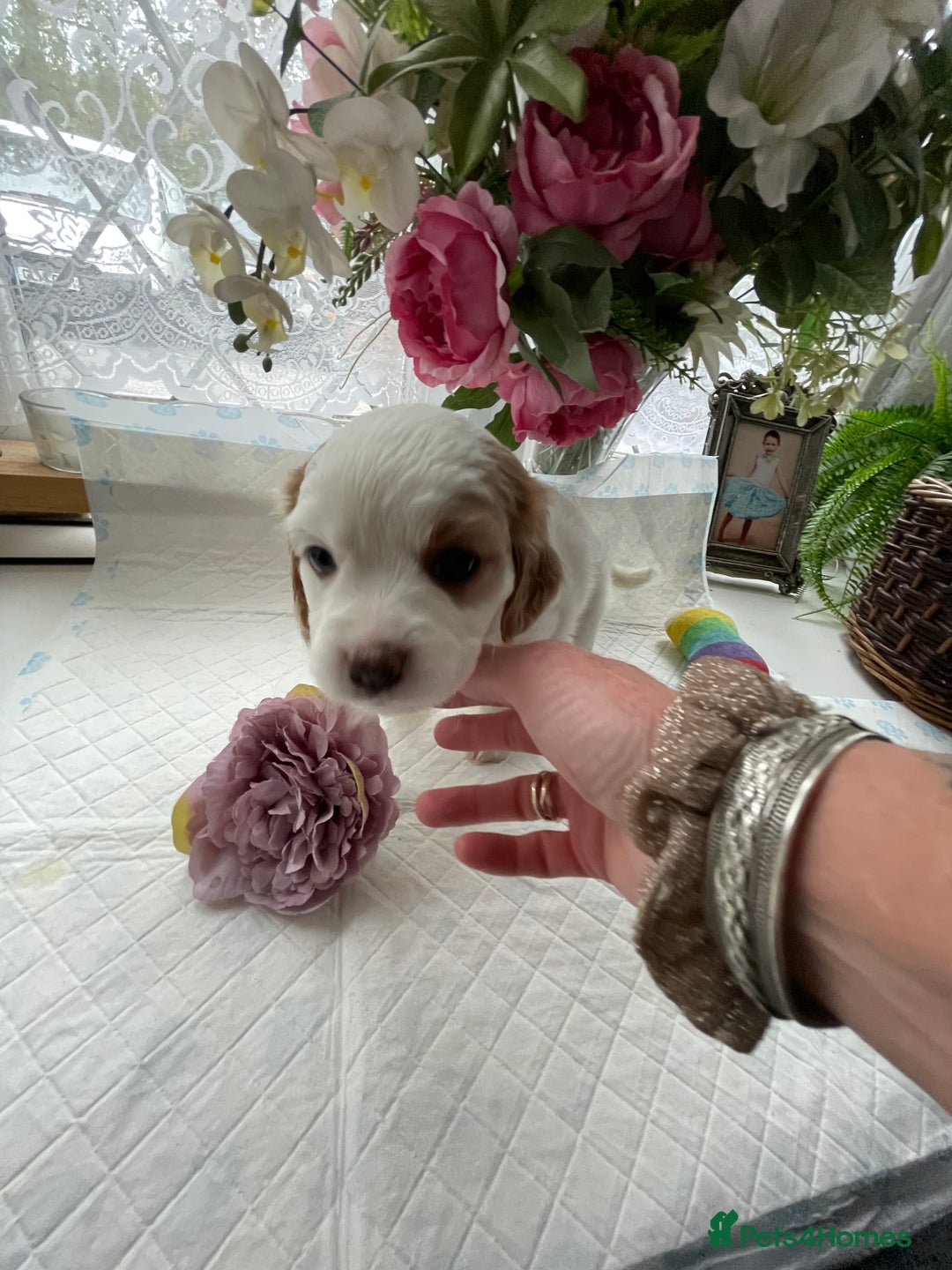 Cavapoo dogs for sale: Beautiful Cavapoo puppies - Image 10