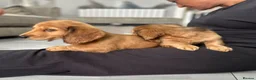 Miniature Dachshund dogs for sale: Miniature Dachshund - Advert 7