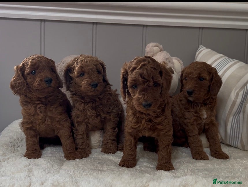 Miniature Poodle dogs Beautiful KC Female Miniature Poodles Pups - Advert 3