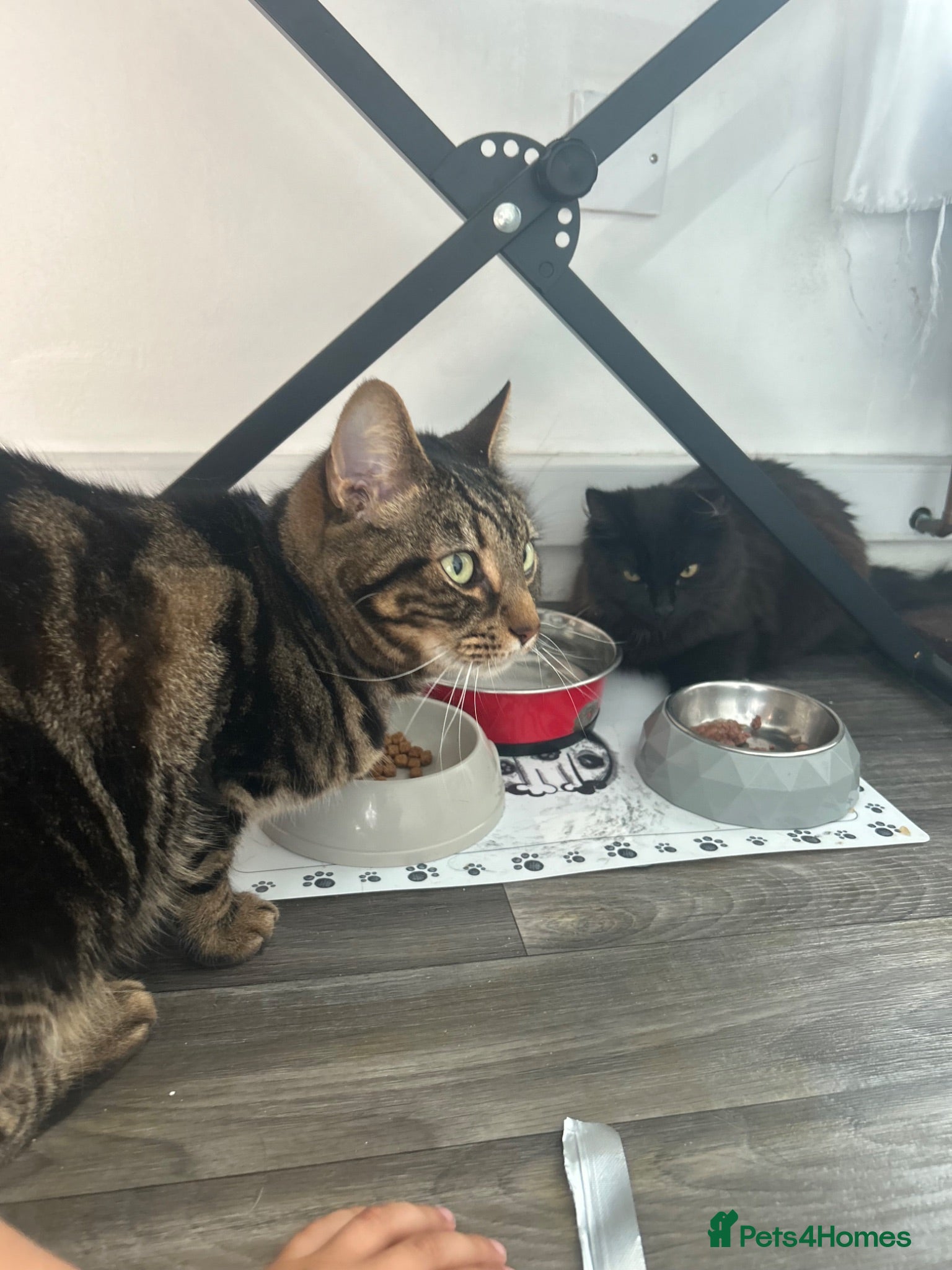 Turkish Angora cats for sale: Two Cats for One Loving Home ! - Advert 1