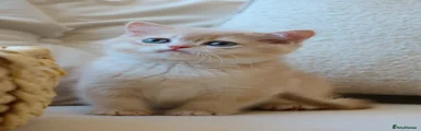 British Shorthair male