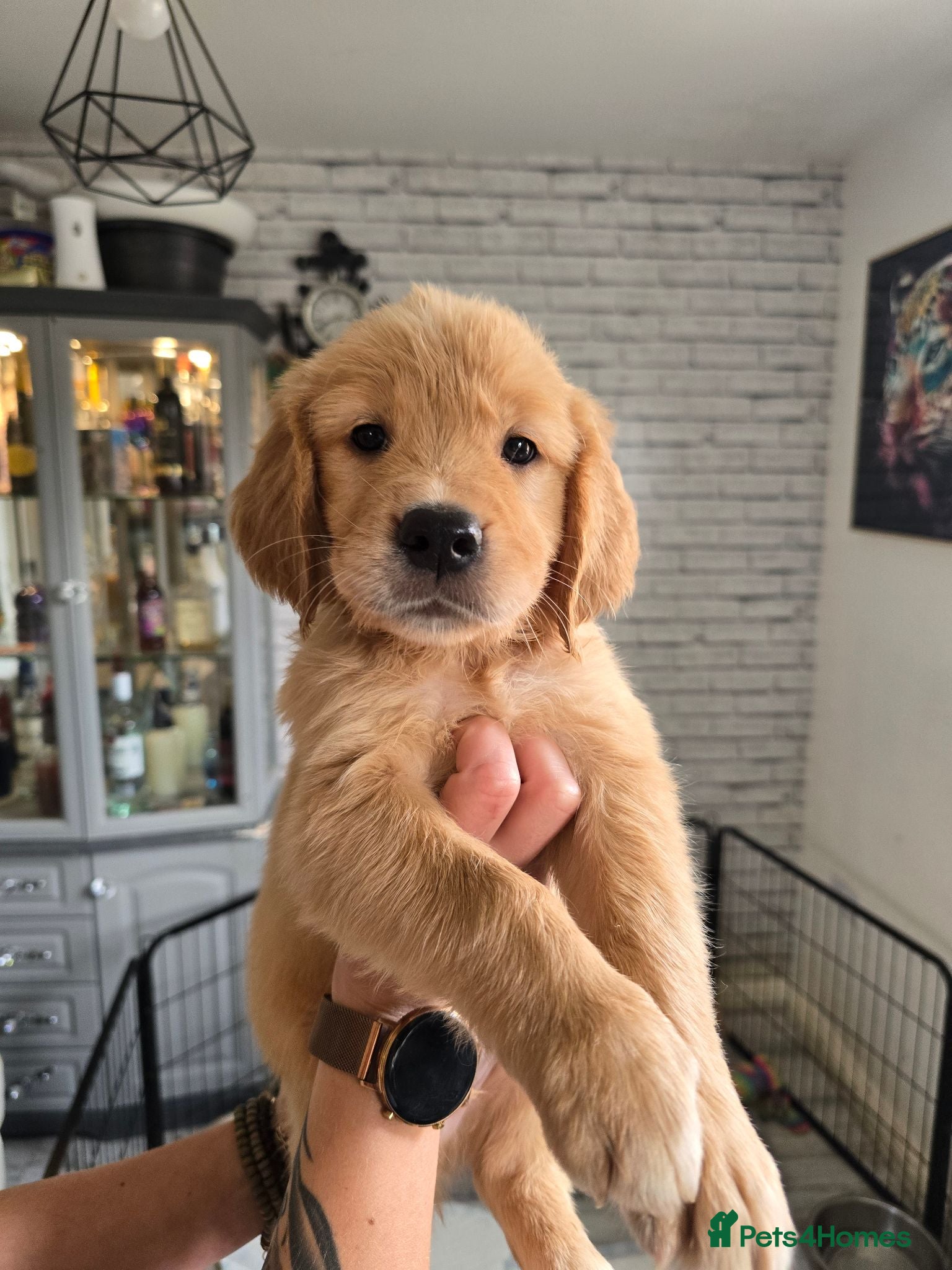 Golden Retriever dogs Show Type KC Registered Golden Retrievers !!  - Advert 1
