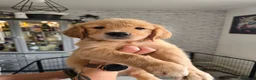 Golden Retriever dogs for sale: Show Type KC Registered Golden Retrievers !!  - Advert 1