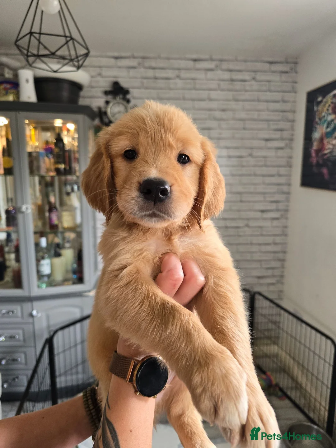 Golden Retriever dogs for sale: Show Type KC Registered Golden Retrievers !!  - Advert 1