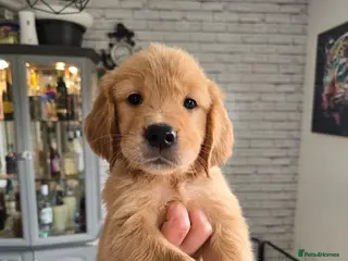 Golden Retriever dogs Show Type KC Registered Golden Retrievers !! - Advert 1