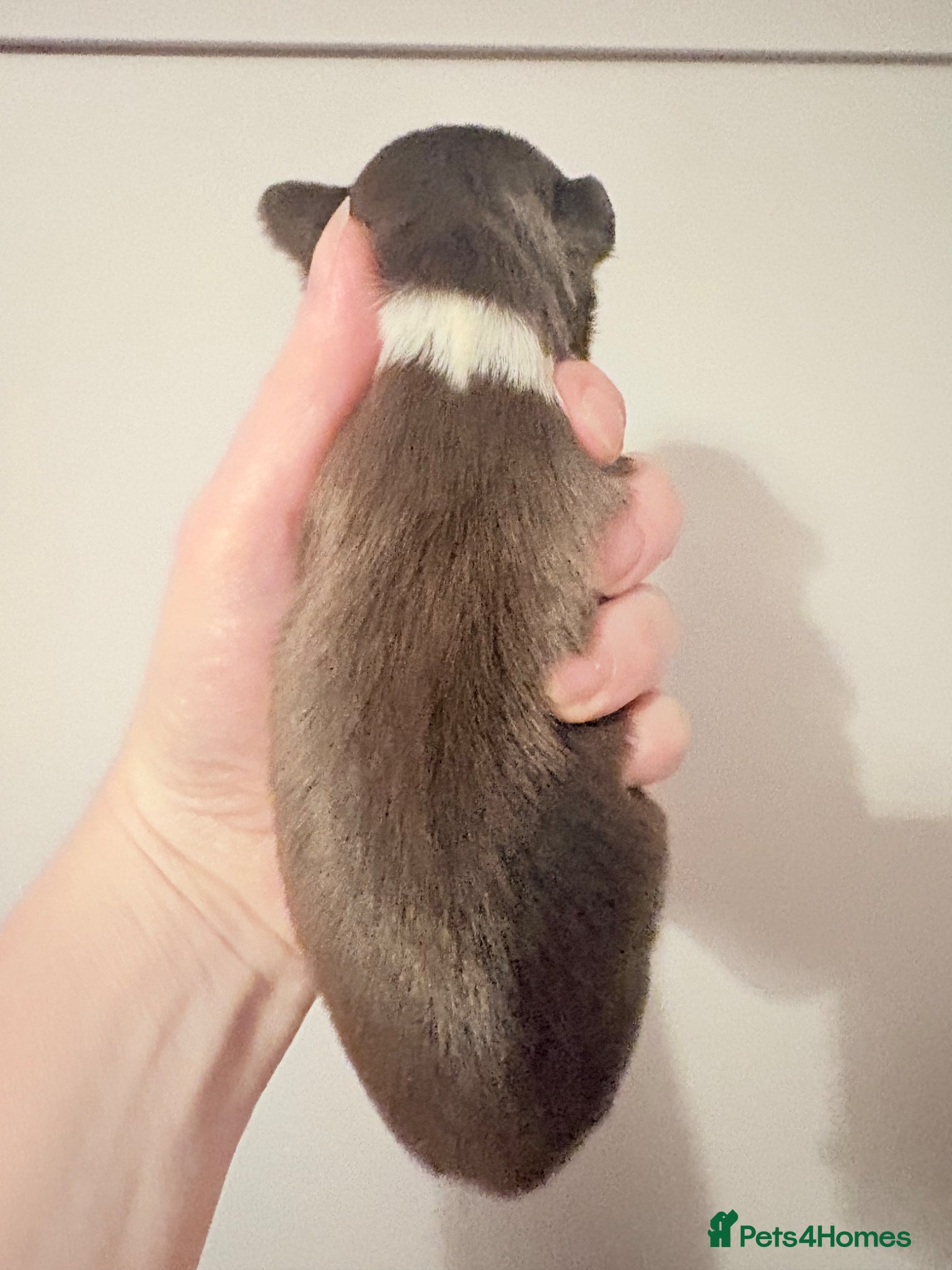 Chihuahua dogs for sale: Exquisite long coat chihuahuas  - Advert 12