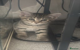 Egyptian Mau cats for sale: 13 week old Egyptian Mau  - Image 6