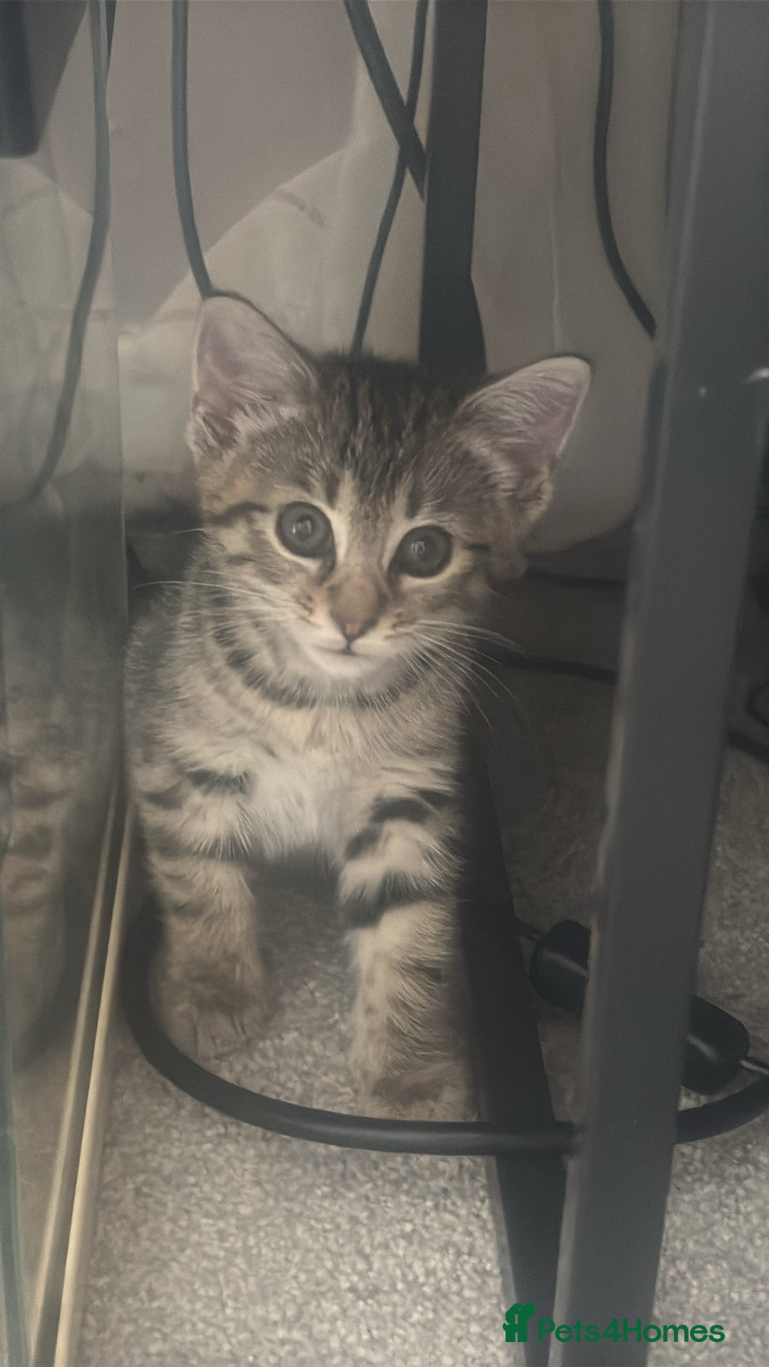 Egyptian Mau cats for sale: 13 week old Egyptian Mau  - Image 6