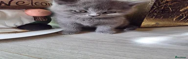 British Shorthair 4