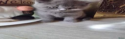 British Shorthair cats for sale: British shorthair kittens  - Advert 27