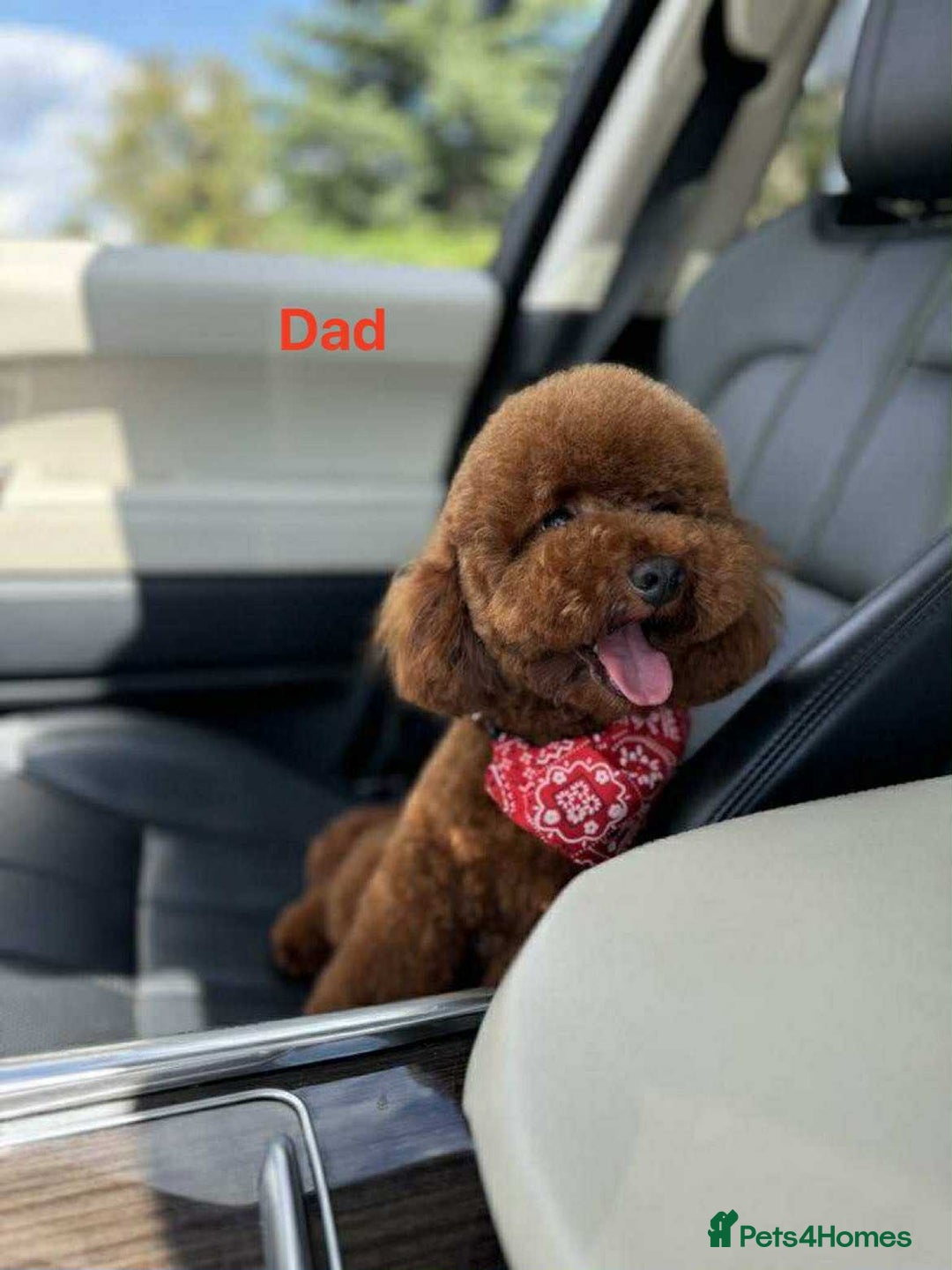 Toy Poodle dogs for sale: Toy poodle puppies - Advert 10