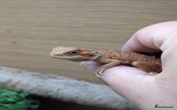 Bearded Dragon reptiles for sale: 50% & 100% red monster bearded dragons  - Image 23