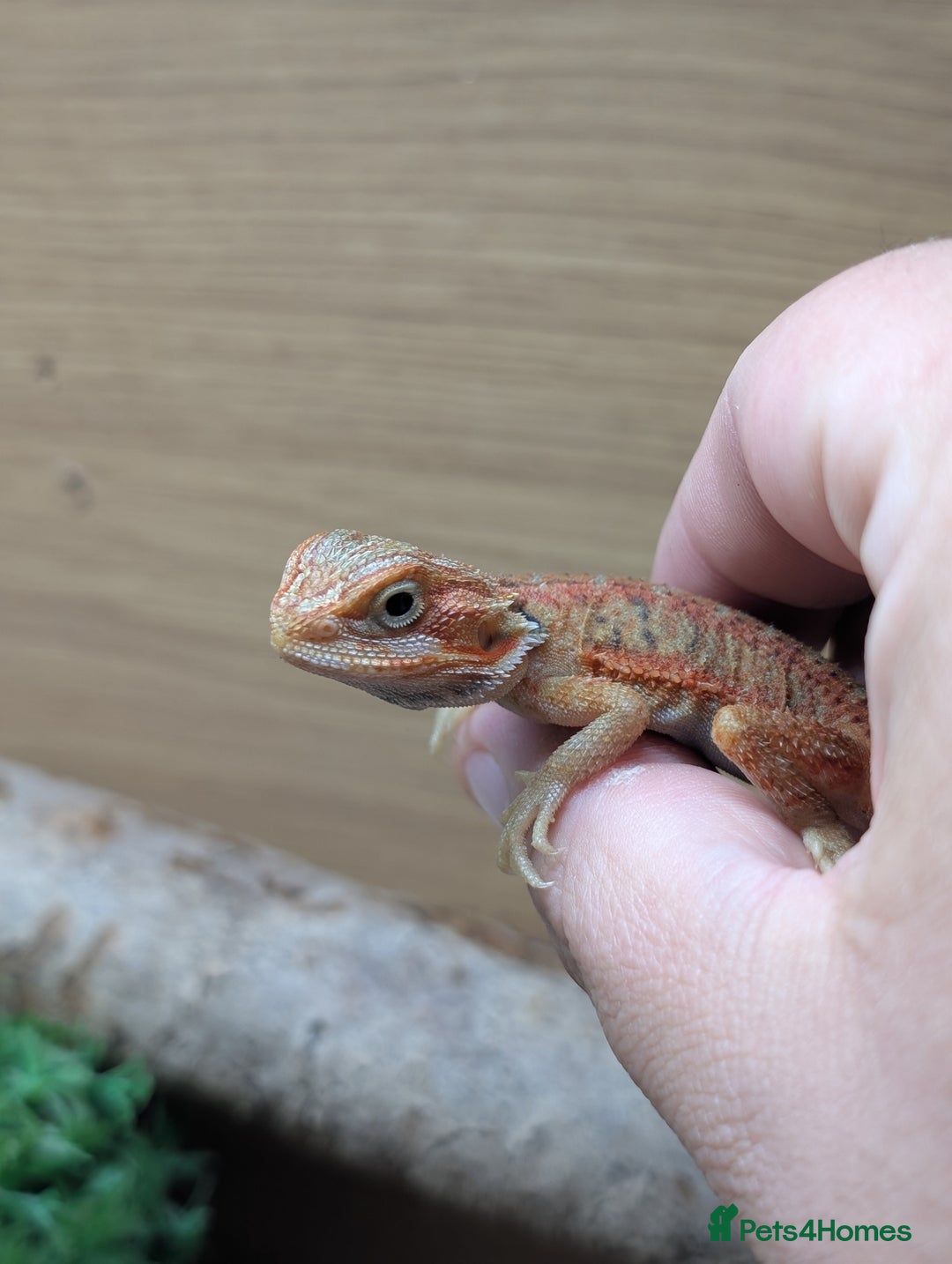 Bearded Dragon reptiles for sale: 50% & 100% red monster bearded dragons  - Image 23