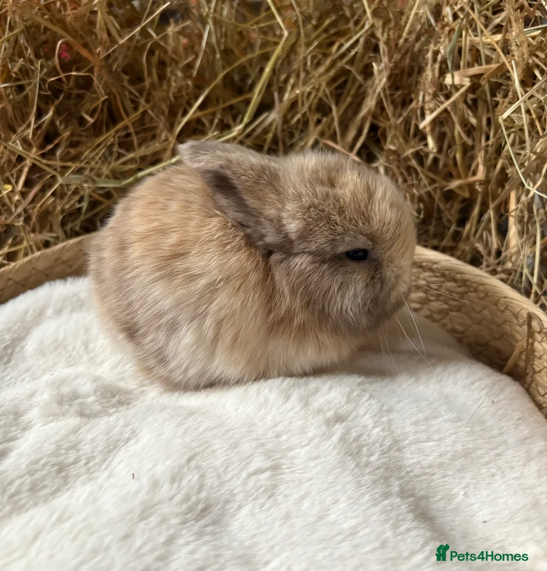 Mini Lop rabbits for sale: Mini lops for sale in Bridgwater - Advert 2