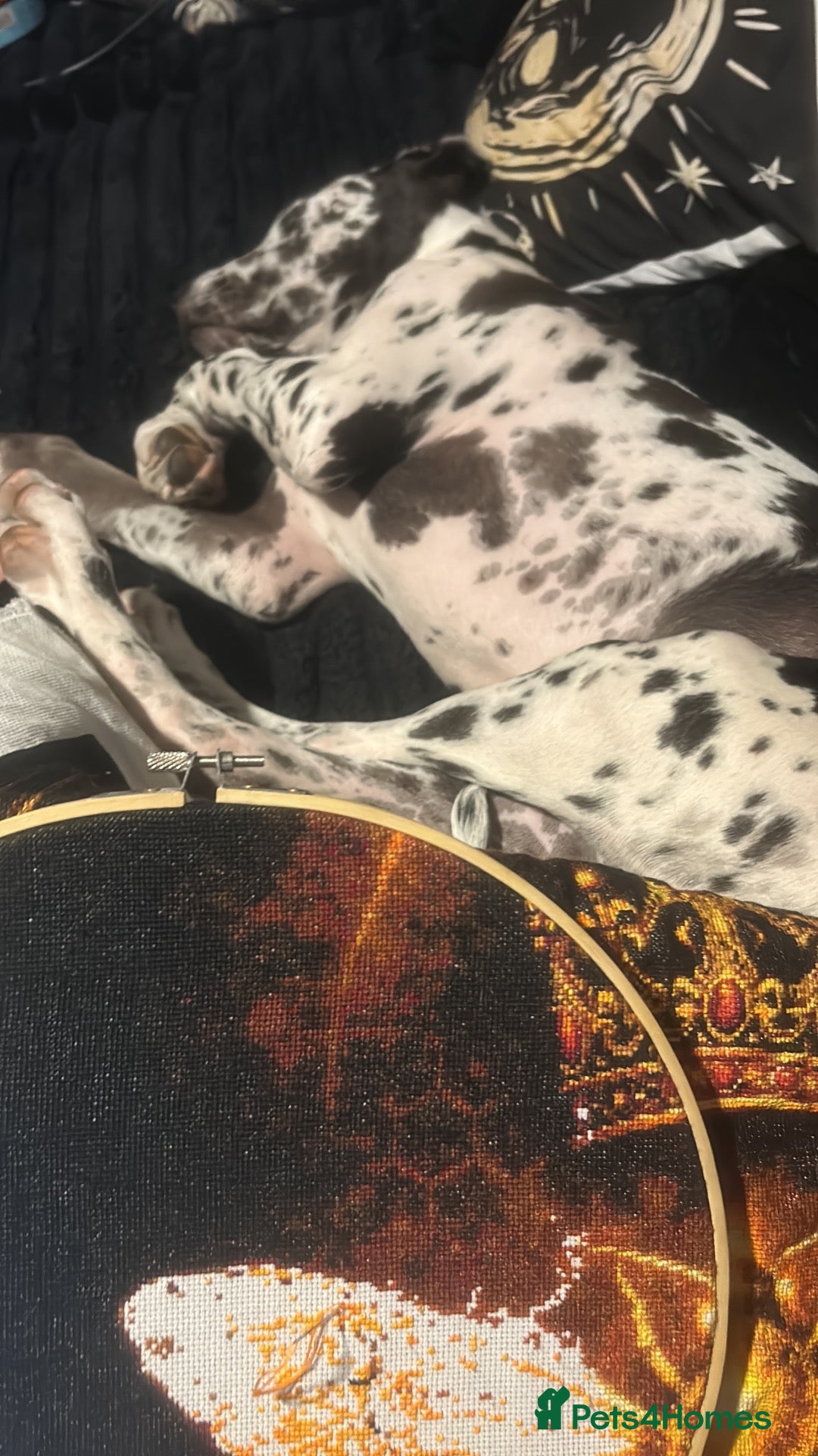 Great Dane dogs 5 month Great Dane girl  - Advert 3
