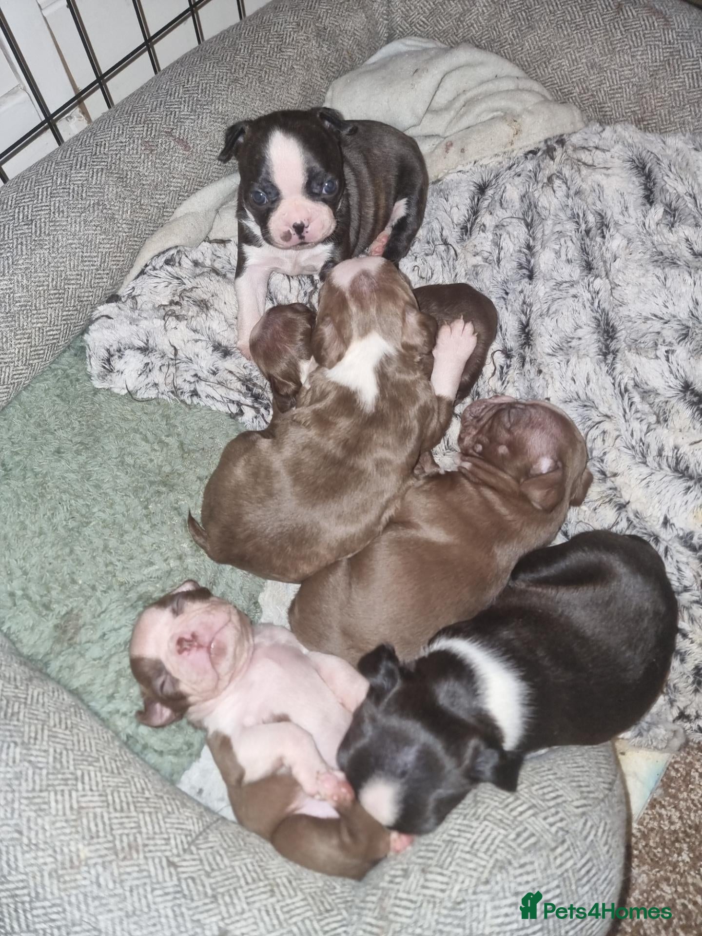 Boston Terrier dogs Stunning Boston Terrier Puppies - Advert 1