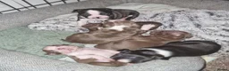 Boston Terrier dogs for sale: Stunning Boston Terrier Puppies - Advert 1