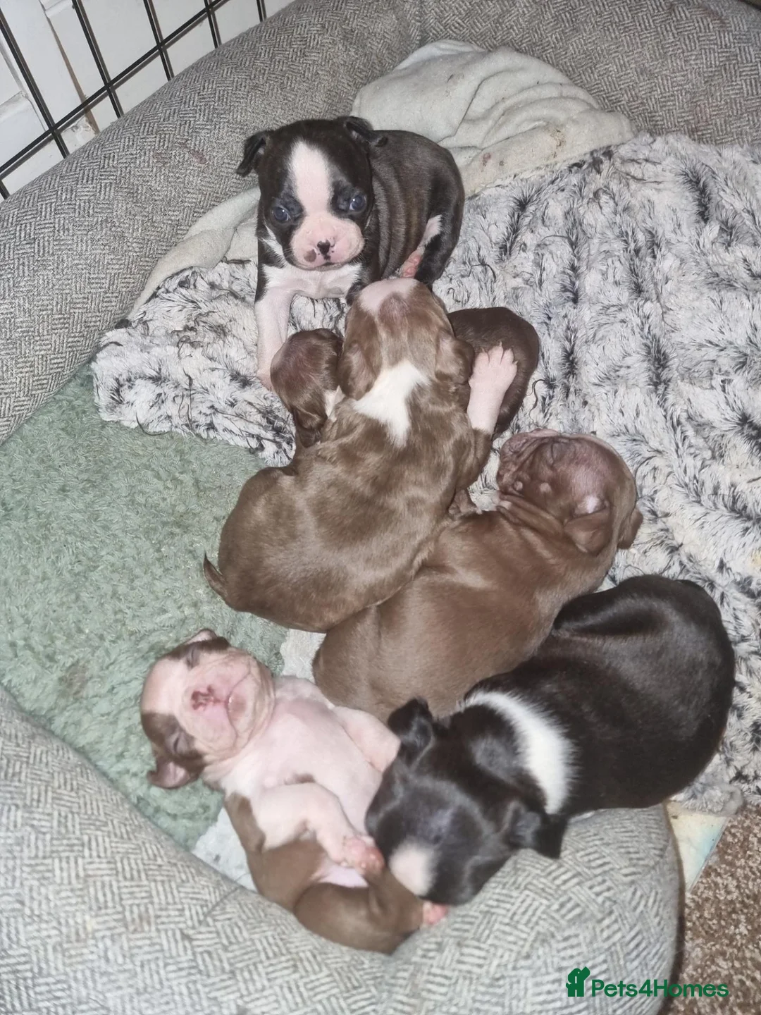 Boston Terrier dogs for sale: Stunning Boston Terrier Puppies - Advert 1