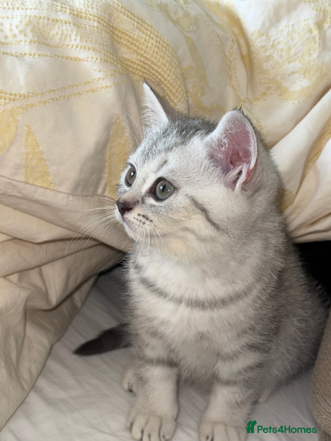 British Shorthair cats for sale: British shorthair adorable Kittens - Image 10