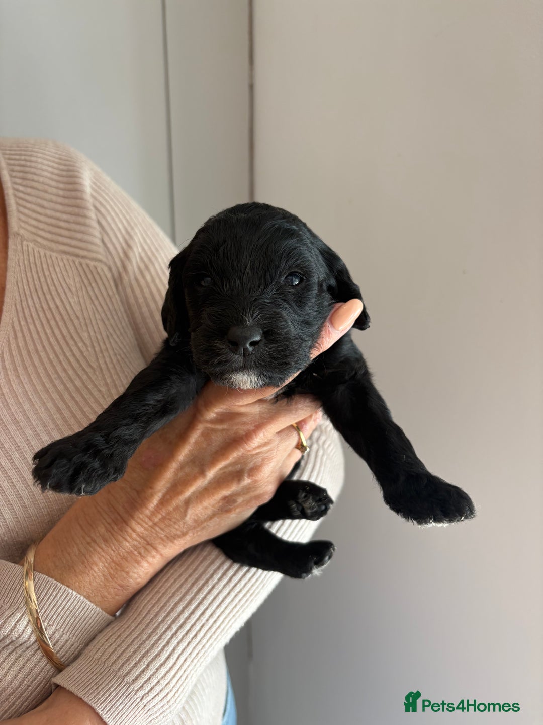 Labradoodle dogs for sale: Miniature Labradoodle Pups - Image 12