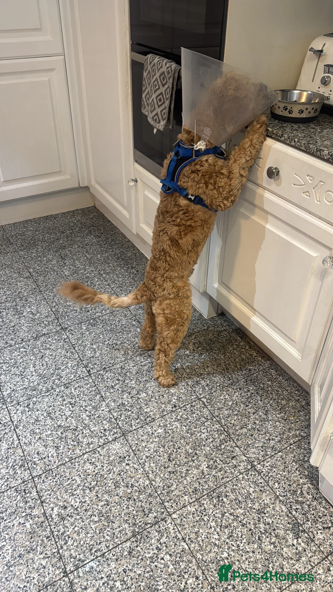 Australian Labradoodle dogs for sale: Adorable Australian labradoodle  - Advert 3