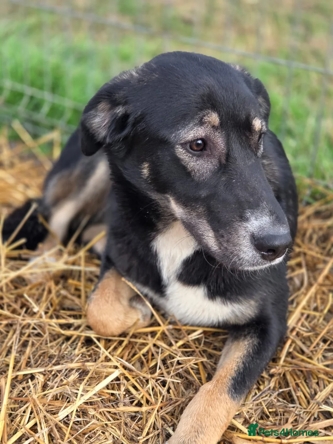 Mixed Breed dogs for adoption: 🐾 RONA -  a Lovely Girl, for a Loving Home🐾 - Advert 2