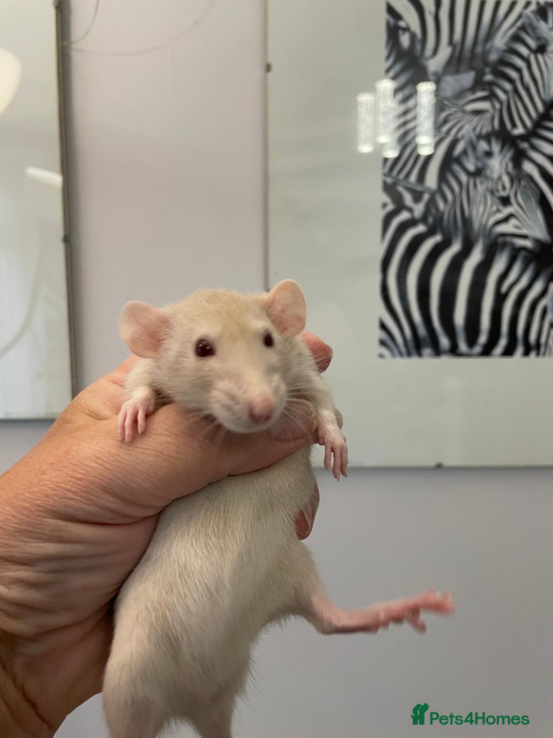 Rat rodents for sale: Very friendly baby rats, including dumbo Siamese  - Image 2